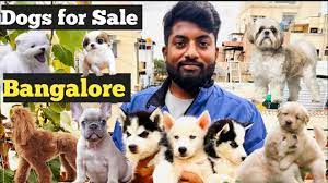 exotic dog breeds in bangalore