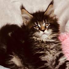 Today, a mixed maine coon cat is not more likely than a mix of another breed. Maine Coons Near Michigan Dynasty Maine Coon Cats