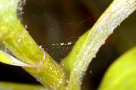 Spider Mites First Rays Llc