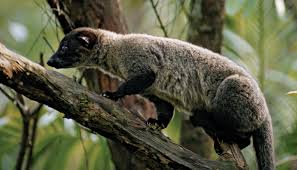 See more of civet on facebook. Palm Civet Mammal Britannica