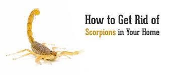 how to get rid of scorpions in your home
