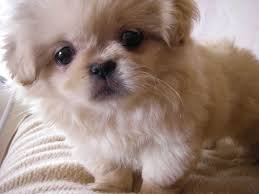 They are great companions and love children. Pekingese Dog Breed Information Pictures More