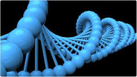 Image result for what holds the nitrogenous bases together in dna course hero