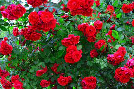 red rose garden images browse 946 681