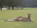 Kangaroo Tours at Gisborne Golf Club - Kanga Tours | Gisborne VIC