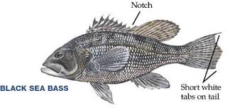 Georgia Saltwater Fish Georgia Fishing Regulations Guide