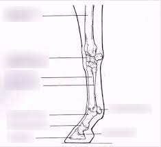 A horse's knee is several bones held together by small muscles, tendons, and ligaments. Horse Leg Bones Diagram Quizlet