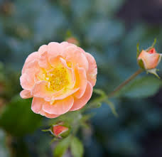 how to plant and grow groundcover rose