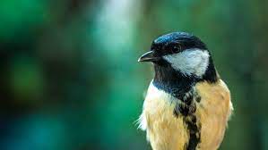 Mysterie: waarom hoor je zoveel vogels fluiten in de vroege ochtend?