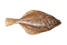 Image result for dab fish