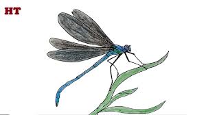 how to draw a dragonfly beautiful step
