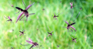 mosquito repelling plants fact or
