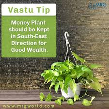 Vastu Tips Money Plant Indoor Plants