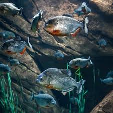 Red Piranha Georgia Aquarium