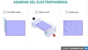 agarose gel electropsis principle