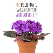 These dainty flowering plants look great in hanging baskets. 10 Tips On How To Take Care Of Your African Violets The Cottage Market