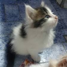 ¿qué raza de gato me conviene más? Ankara Criadero De Gatos Angora Turco Inicio Facebook