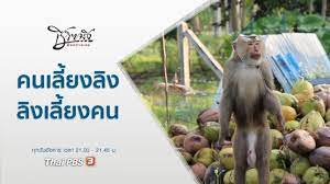 คนเลี้ยงลิง ลิงเลี้ยงคน : ชีวิตจริงยิ่งกว่าละคร (12 ม.ค. 64) - YouTube
