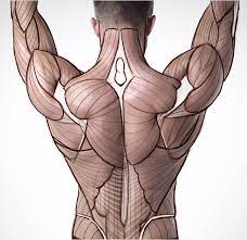 If you'd like to support us and get something great in return, check out the former two groups, superficial and intermediate, are referred to as the extrinsic back muscles. Anatomy Construction Back Muscles Anatomy For Artists Human Anatomy For Artists Anatomy Reference