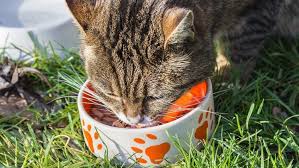 Best Kitten Food In 2019 Wet Canned Dry Reviews Guides