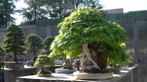 peter tea s bonsai garden you