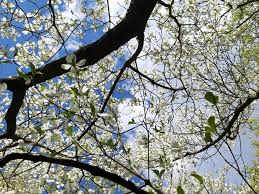 When choosing any landscape tree, first determine what your yard can offer with respect to space, light, and soil. Spring Flowering Dogwood