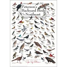 backyard birds of the northeast poster