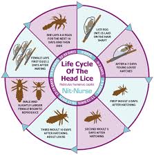 Life Cycle Of Lice Bing Images Lice Eggs Head Lice