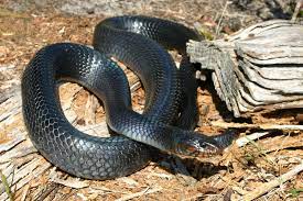 eastern indigo snake florida snake id
