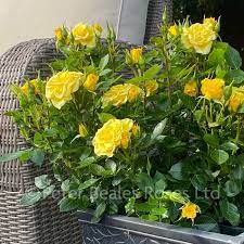 Flower Power Gold Patio Shrub Rose