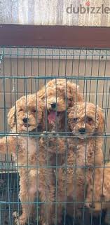 toy poodle dogs 200322747