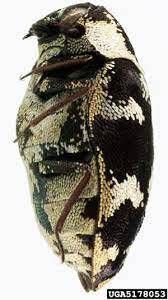 common carpet beetle anthrenus
