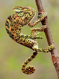 Chameleon Wikipedia