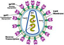 Virus corona belum diketahui bisa melakukan itu. Hiv Wikipedia