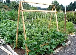 Grow Cucumbers On A Trellis