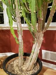 Czech police believe the men passing themselves off as petrov and boshirov were members of a russian spy cell involved in killing two men in an explosion in an ammunition warehouse in october 2014. Why Is My Cactus Turning Brown Quora