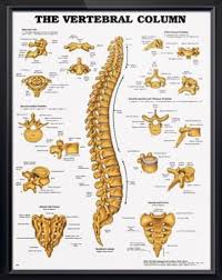 The Vertebral Column Chart 20x26 Human Spine Anatomy