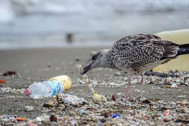 第1回 なぜ今プラスチック問題なのか 世界の潮流と解決への道筋は？ | コラム | 環境ビジネスオンライン