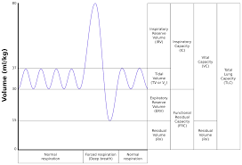 Functional Residual Capacity Wikipedia