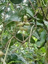 Орех макадамия сочетает аромат шоколада, отменный вкус и лечебные свойства, благодаря витаминам и ценным веществам. Makadamiya Vikipediya