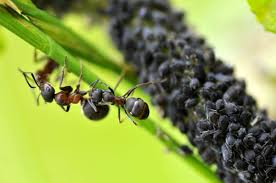 black aphids what are they and how to