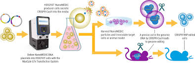 extracellular nanoparticles