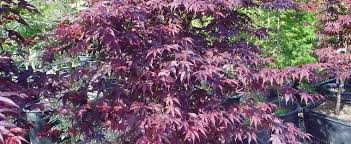 Buds open later in spring than other maple varieties. Acer Japanese Maple Acer Palmatum Red Emperor