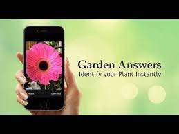 In fact, there are many plant identification apps. Now You Can Instantly Identify Just About Any Flower Or Plant Using Garden Answers The Intelligent Plant Plant Identification App Plant Identification Plants