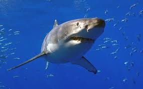 white shark activity off maine coast