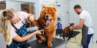 petsmart grooming s 2023 dogs