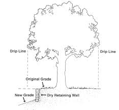 Site Disturbance And Tree Decline