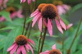 Year Round Flowers And Perennial Plants