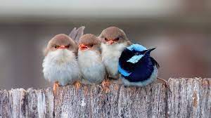Cute Bird HD Wallpapers - Top Free Cute ...
