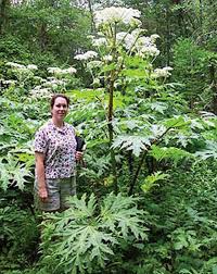 Big Beautiful And Blister Inducing Giant Hogweed Shows Its True
